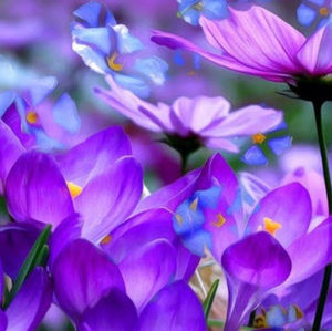 Meet your Posher, Naomi